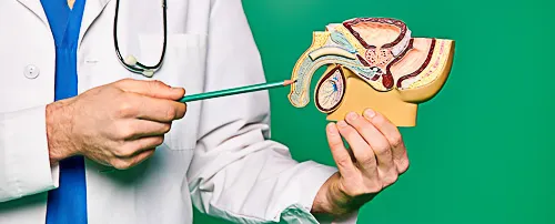 engrosamiento_miembro_modelo_anatomico_urologo_rene_zamora_queretaro_500x202 Médico especialista señala un modelo anatómico masculino para explicar el procedimiento de engrosamiento peneano en consulta.